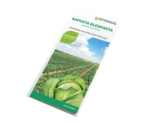 kapusta program.png